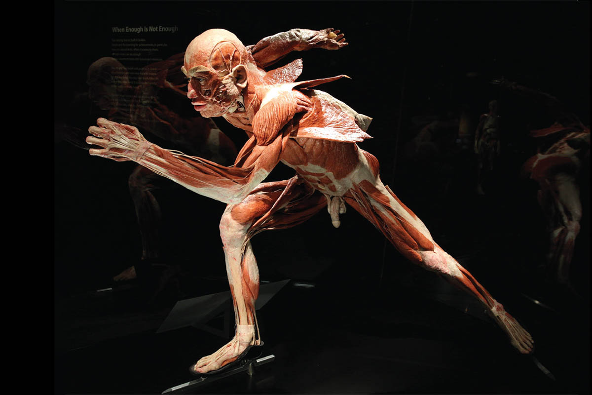 BODY WORLDS Caught between taboo and fascination, Discover germany Magazine